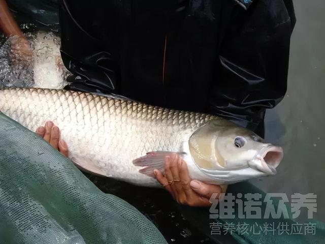 草鱼怎么饲养与管理技术，养草鱼的秘诀