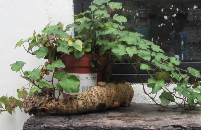 居家必备，四季常青的藤本植物—常春藤种植技术