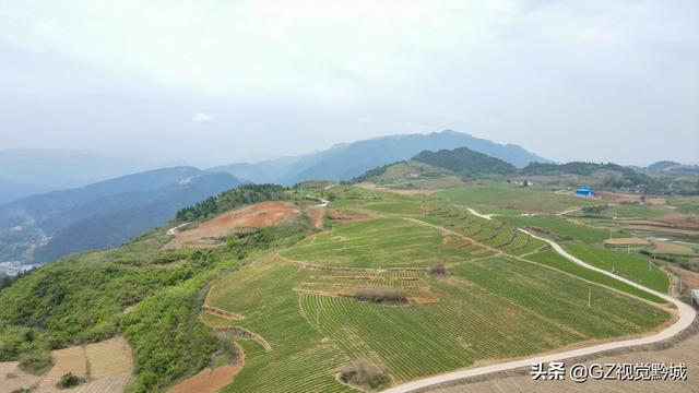 岑巩：太子参种植管护忙