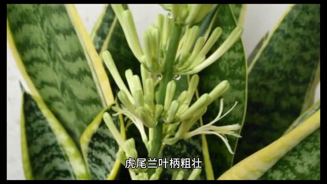 室内空气净化植物___虎尾兰