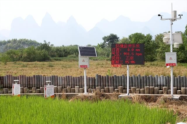 柳州楼顶种植水稻 国稻种芯·中国水稻节：广西12万亩米飘香