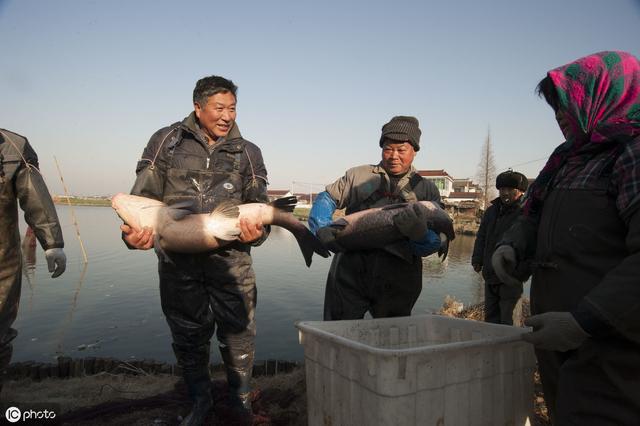 黄鳝、龙虾水产养殖户，亩赚1300，年均收入10万，同行算啥水平？