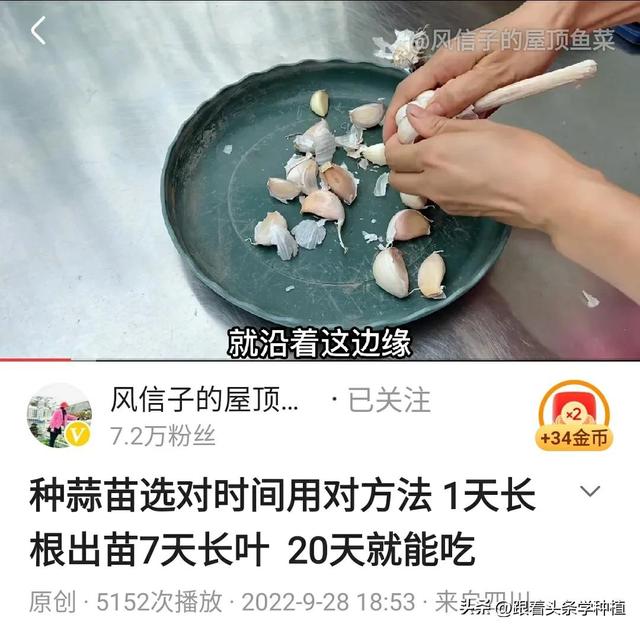 密封阳台上的大蒜种植记录