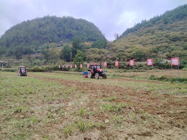 沿河：油菜种植让“农闲田”变“效益田”