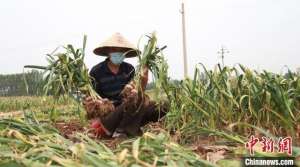 大蒜那里种植基地(亩均收入4500元 河北馆陶23万亩紫皮大蒜获丰收)