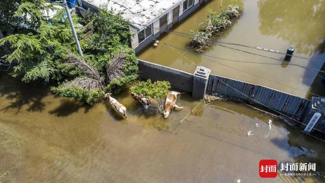 洪水围城｜新一轮降雨将至，河南卫辉城区8.6万人紧急转移