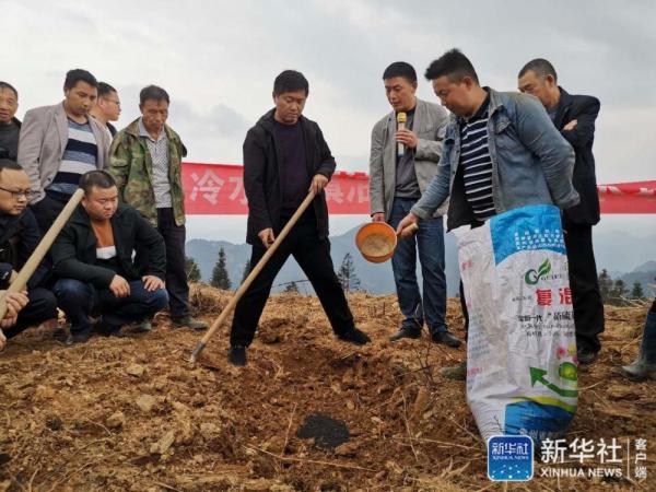 铜仁松桃县冷水溪镇5500亩油茶开始栽种