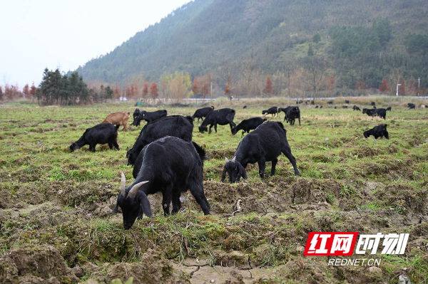 湖南蓝山：放养黑山羊 奔向致富路