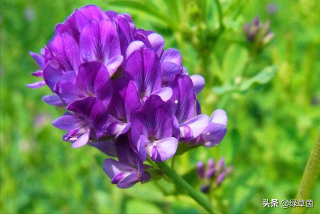 紫花苜蓿最耐寒品种-公农1号，适合东北、华北、西北种植的牧草