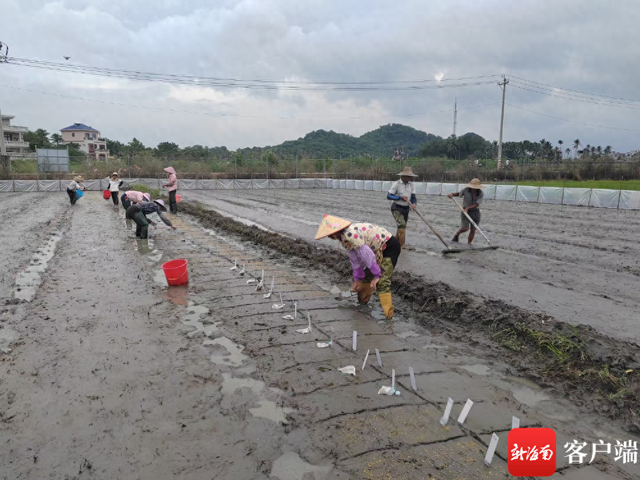 陵水产业转型升级③丨陵水农业转型升级新路：链式生长+向海而兴