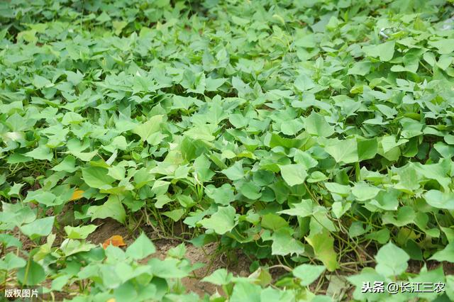 红薯开始扦插了，向大家分享一下我们当地种植技术