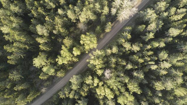 马尾松容器育苗造林技术，掌握以下苗木管理方法，提升苗木成活率