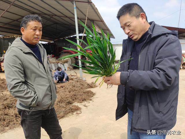 为应对化肥涨价，农民调整种植方式，一亩中药材种出4亩粮食价值