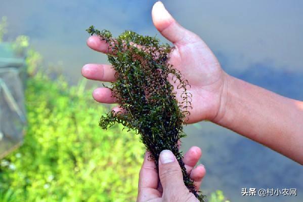 要想小龙虾养的好，你得学会种水草，种水草的5种方法你会吗？