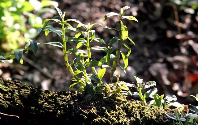 林下育仙草——铁皮石斛的种植管理方法揭秘