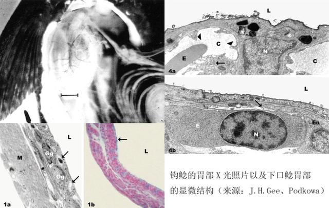 离开水也能存活的鱼，它们是这样呼吸的