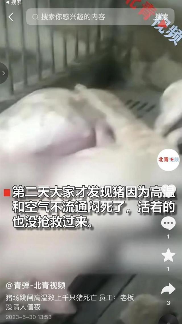 跳闸断电5000头猪被热死？养殖场回应