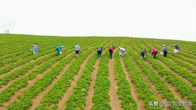 岑巩：太子参种植管护忙