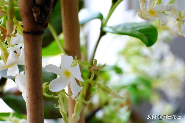 风车茉莉，花香浓郁，只需这样养护，叶色青翠繁茂，花开如瀑布