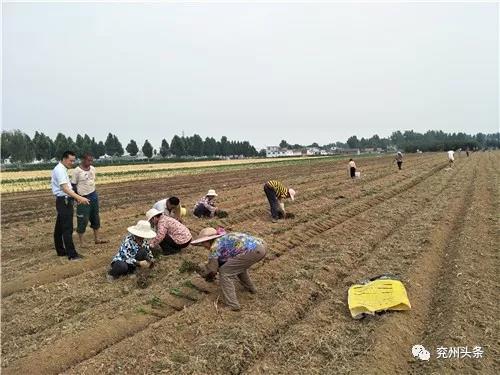 订单式种植、小花亩产4800元，兖州小孟镇8个村靠它富起来