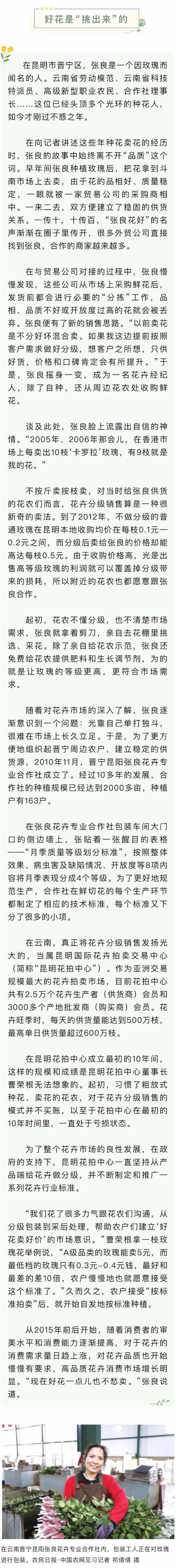 一花一世界！《农民日报》整版报道云南花卉产业