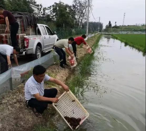 每亩纯利两千多，这个村试养龙虾效果好！贫困户每亩还补贴五百块