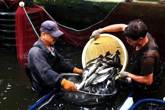 昌吉市六工镇：名优特水产养殖为乡村产业振兴注入新活力