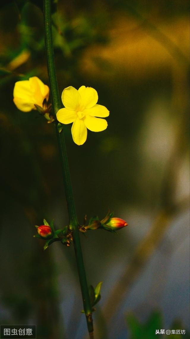 偏凌早春发，应诮众芳迟。迎春花盆景桩材培育技巧分享