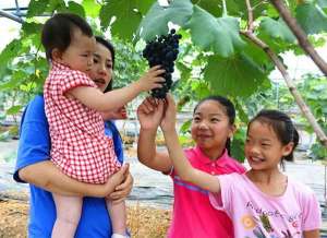 柏合镇葡萄种植基地(成都龙泉驿区200亩扶贫果 甜了村民火了乡村)