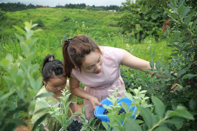 约吗？长沙县2000亩本地蓝莓熟，等你来采摘