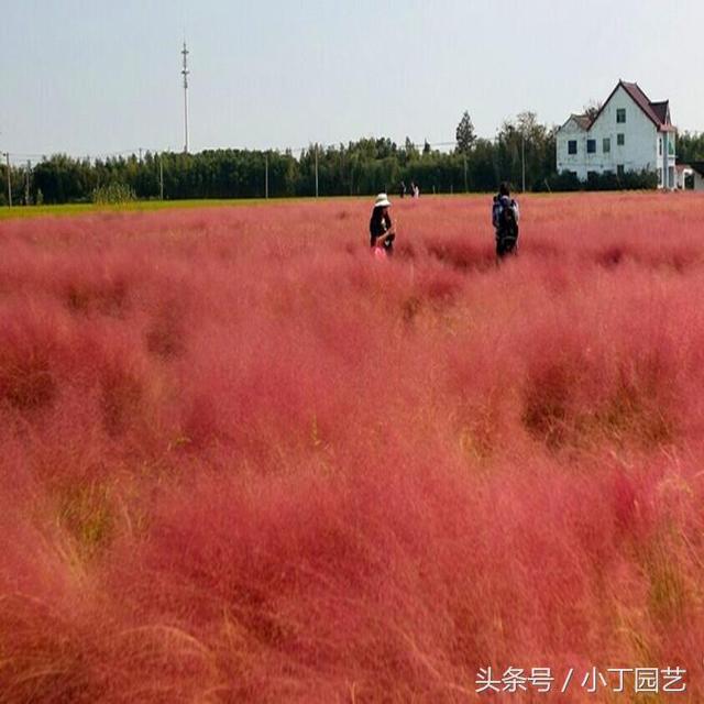 现在的网红草，粉黛乱子草养成记