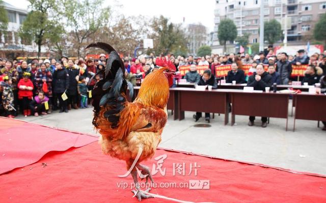 四川华蓥：养殖大户土鸡“选美”