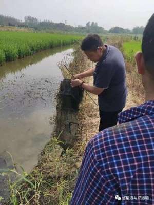 小龙虾养殖温度(关于小龙虾养殖的几个想法，有敢试的朋友可以小范围的试试)