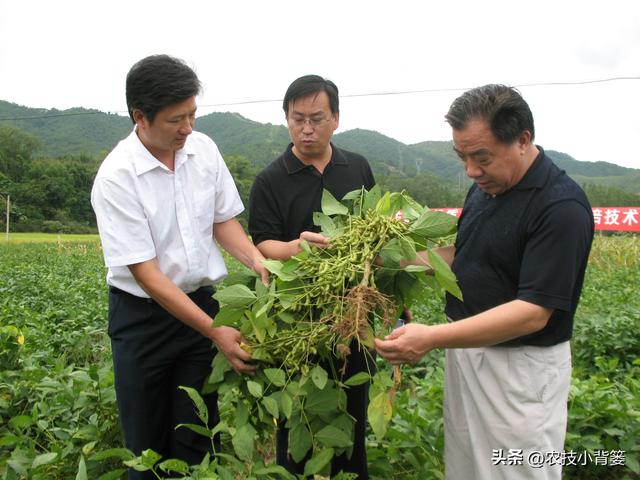 如何才能种出高产优质的大豆？种植大豆要抓好哪几项管理重点？