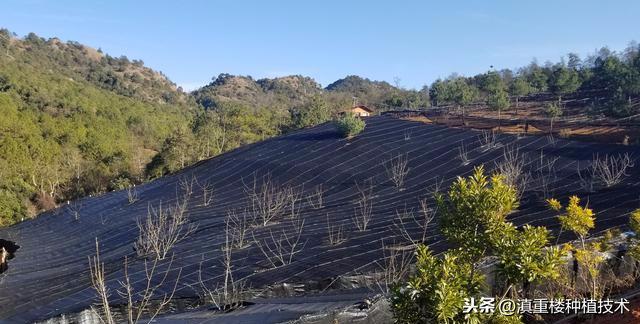 如何让重楼高产与重楼的种植技术