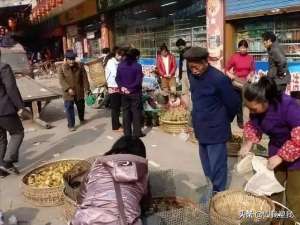 湛江种植场(湛江那个出产章鱼和剑麻的地方)