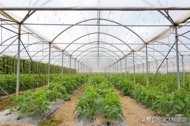 温室大棚蔬菜种植的六大误区，你了解过吗？