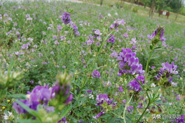 紫花苜蓿最耐寒品种-公农1号，适合东北、华北、西北种植的牧草