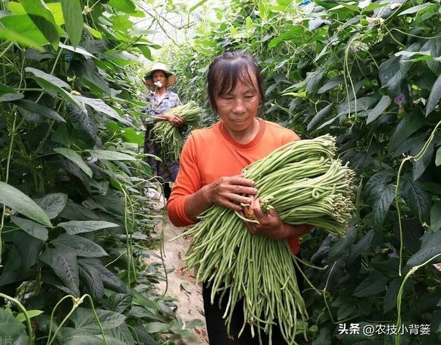 怎样才能种出高产优质的好豆角？记住这4个种植管理技巧