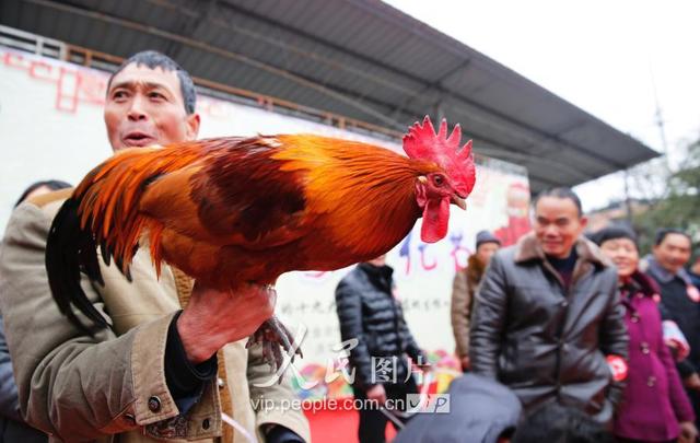 四川华蓥：养殖大户土鸡“选美”