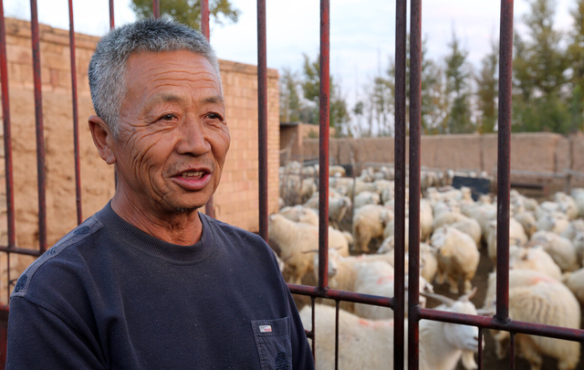 别再问还能不能养羊了，养殖把握5个技巧，收益超过多数工薪阶层