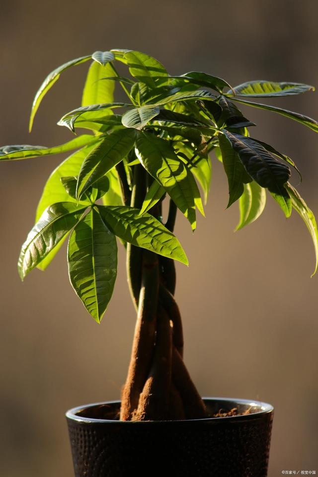 发财树太高了？这样“一修剪”，枝干粗壮，越长越大气