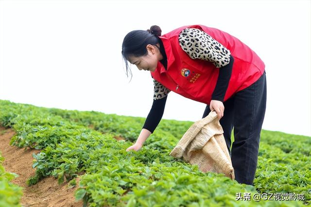 岑巩：太子参种植管护忙