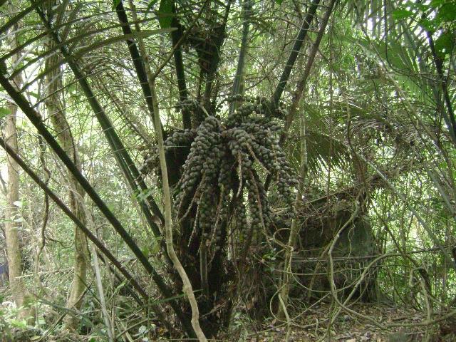 广西靖西巴泽梯田、桫椤、蛤蚧旷世三宝