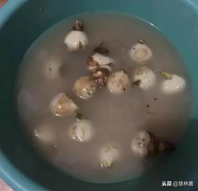 风信子水培6招攻略，你知道吗？简单好用