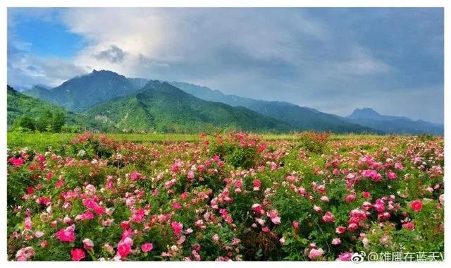 西安这个地方也盛产玫瑰花 众多美食“芳香”的发源地