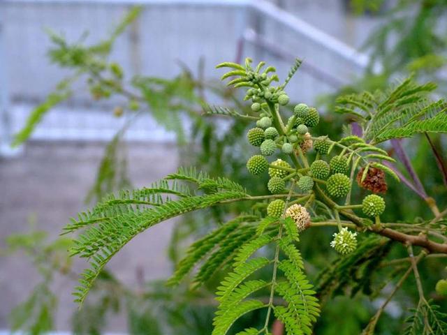 种子有点像瓜子的豆科小灌木---银合欢，种植技术详情