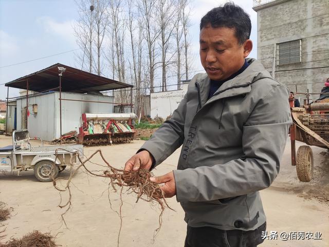 为应对化肥涨价，农民调整种植方式，一亩中药材种出4亩粮食价值