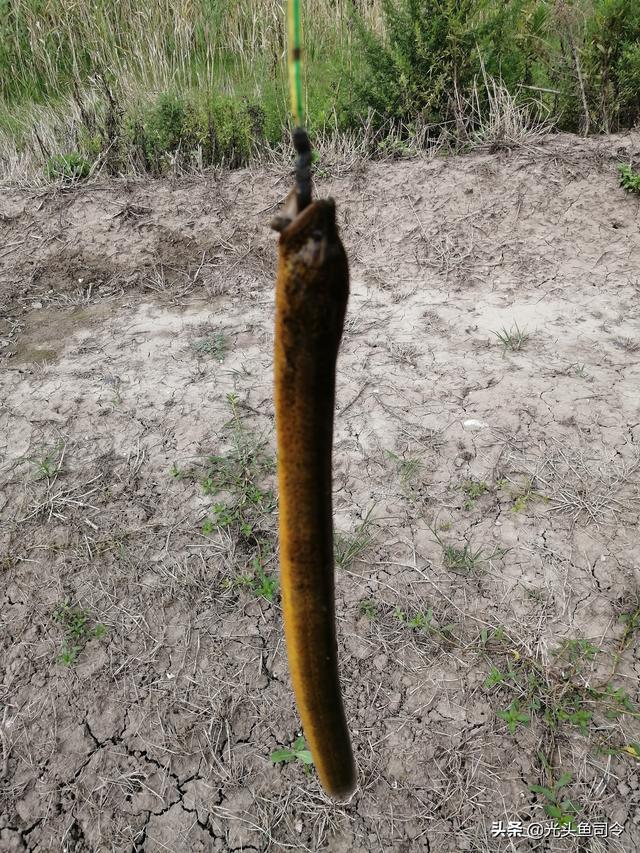 石头缝钓黄鳝最简单的方法，铃铛哗啦啦地响，黄鳝一条接一条