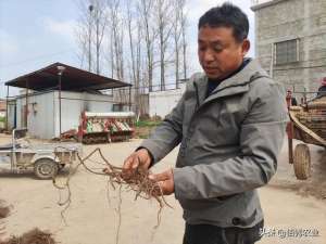 丹参种植利润(为应对化肥涨价，农民调整种植方式，一亩中药材种出4亩粮食价值)